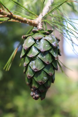 Pinus armandii - borovice Armandova - šiška (2)